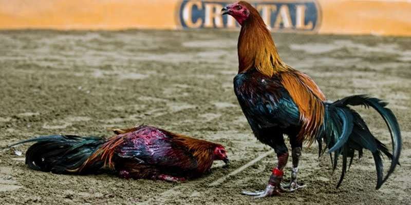 Chi tiết cách nuôi gà đá bo lớn