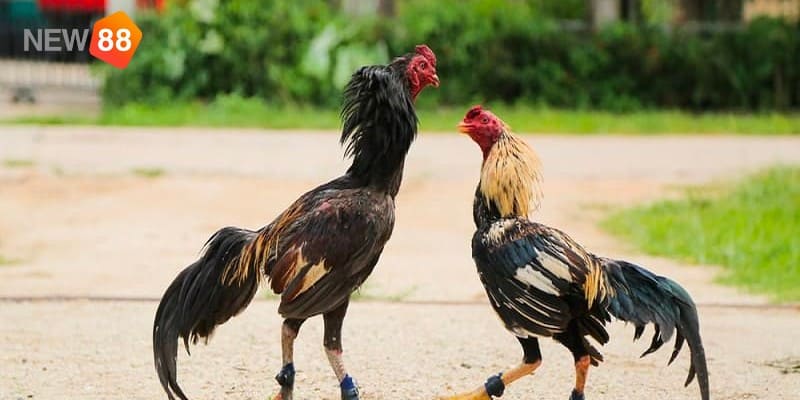 Kinh nghiệm tránh những vảy gà xấu